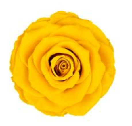 Bud Rose tinted preserved yellow