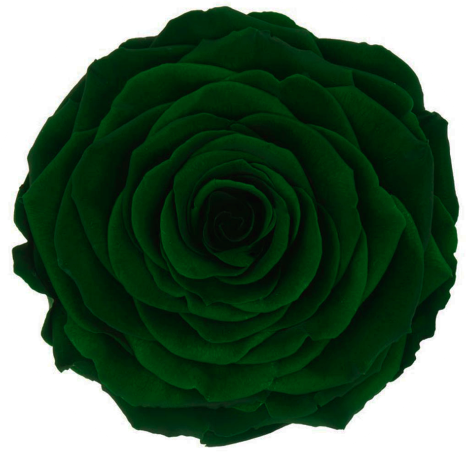 Bud Rose tinted preserved dark green