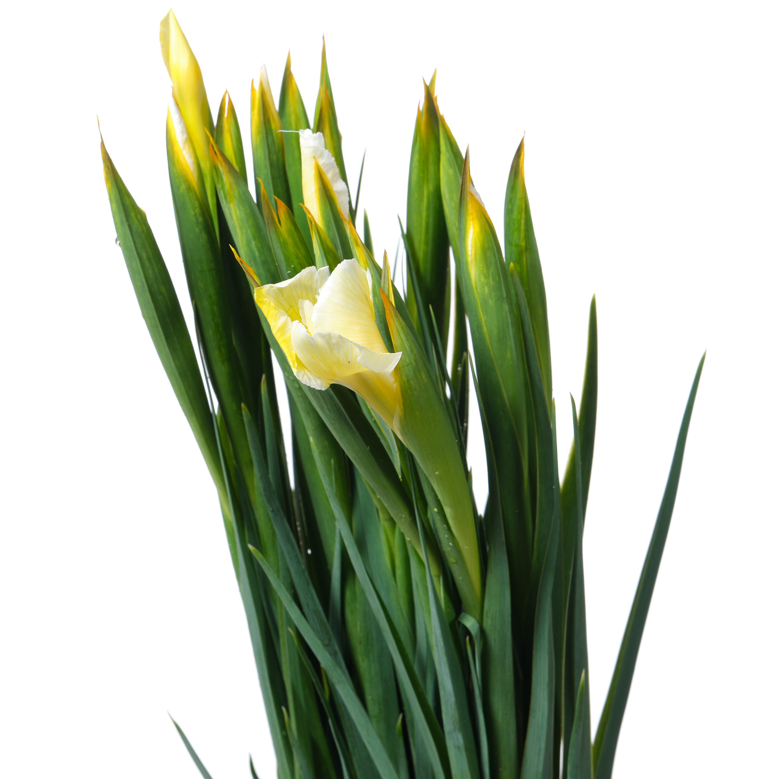 Ирис краш. саншайн