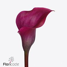 Калла токио в Москве