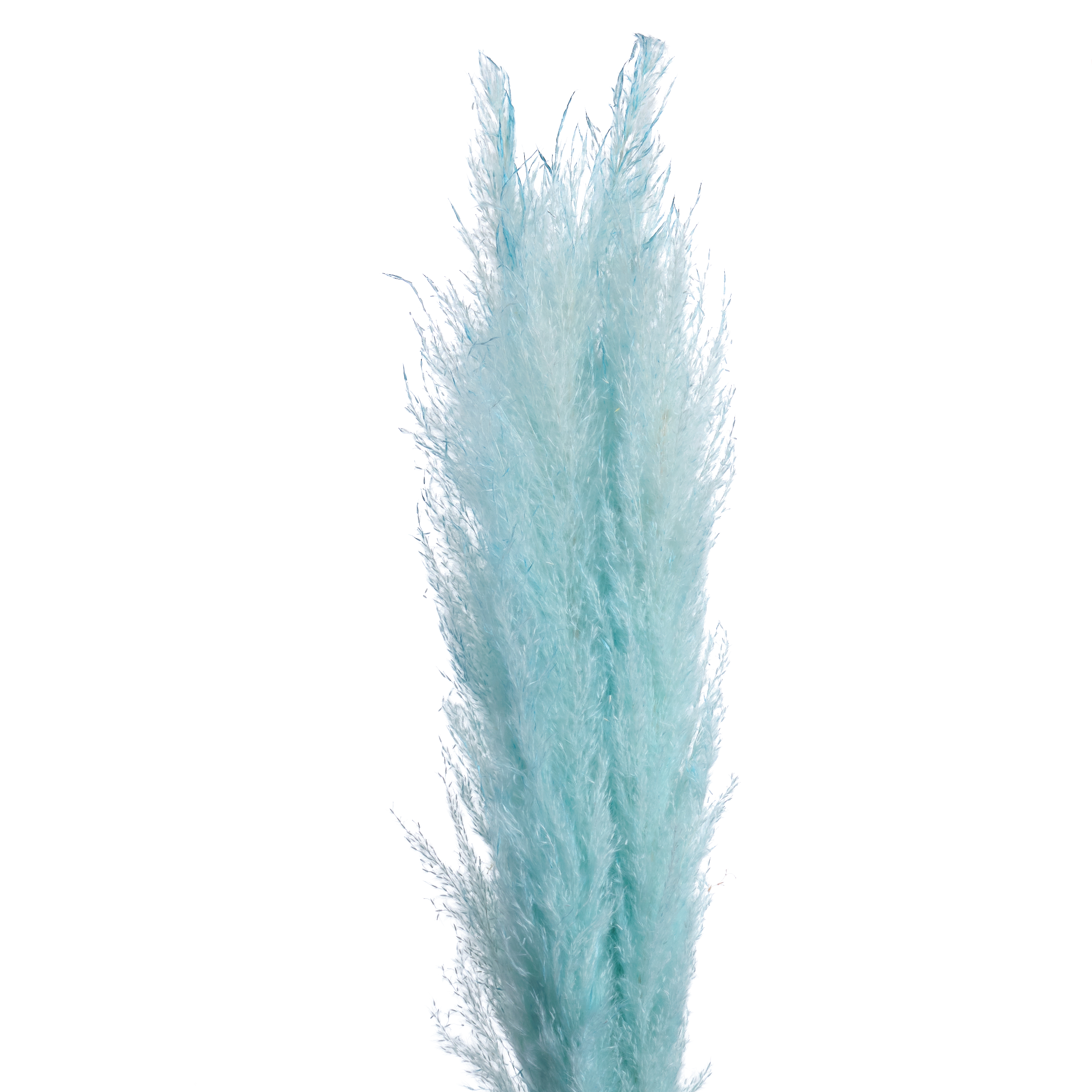 Кортадерия сухая краш. светло-синий в Москве