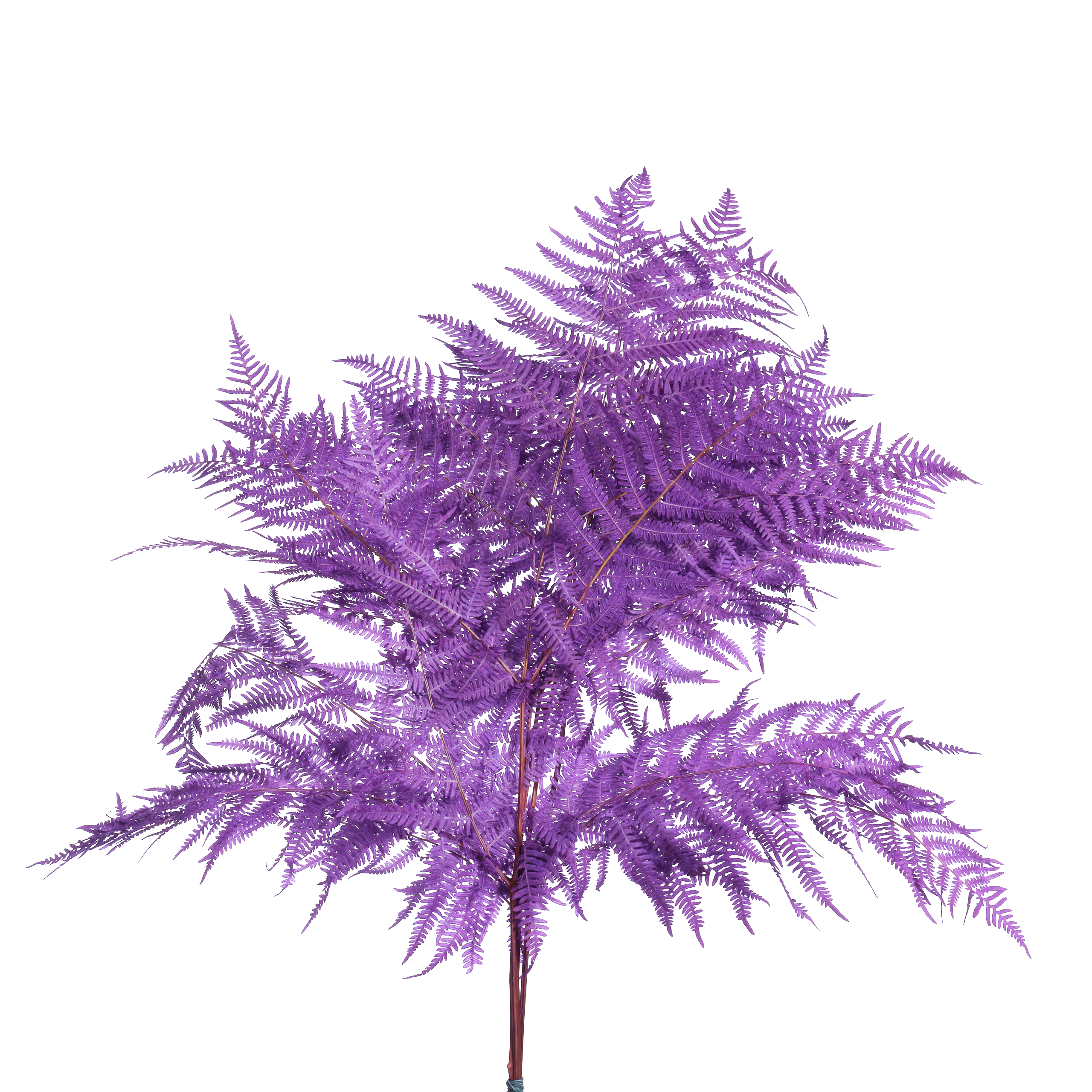 Листья Ледерварен стабилизированный краш. пурпурная