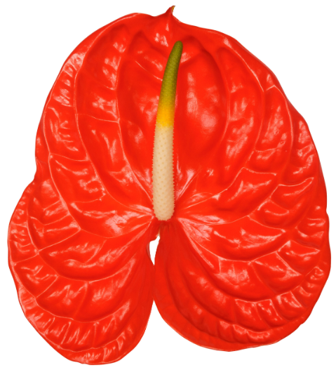 Anthurium sun eye