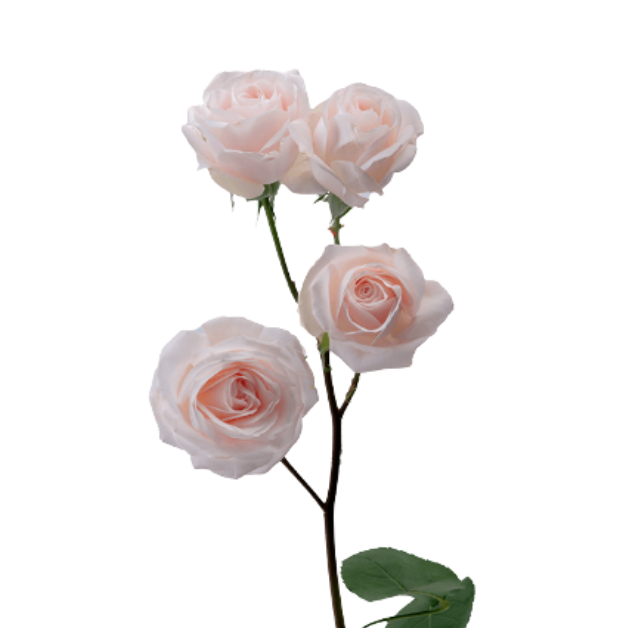Rose spray soft pink folies