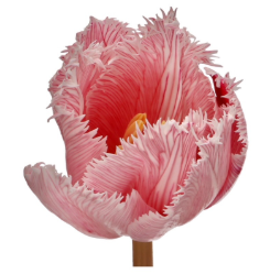 Tulip fringed vrf red