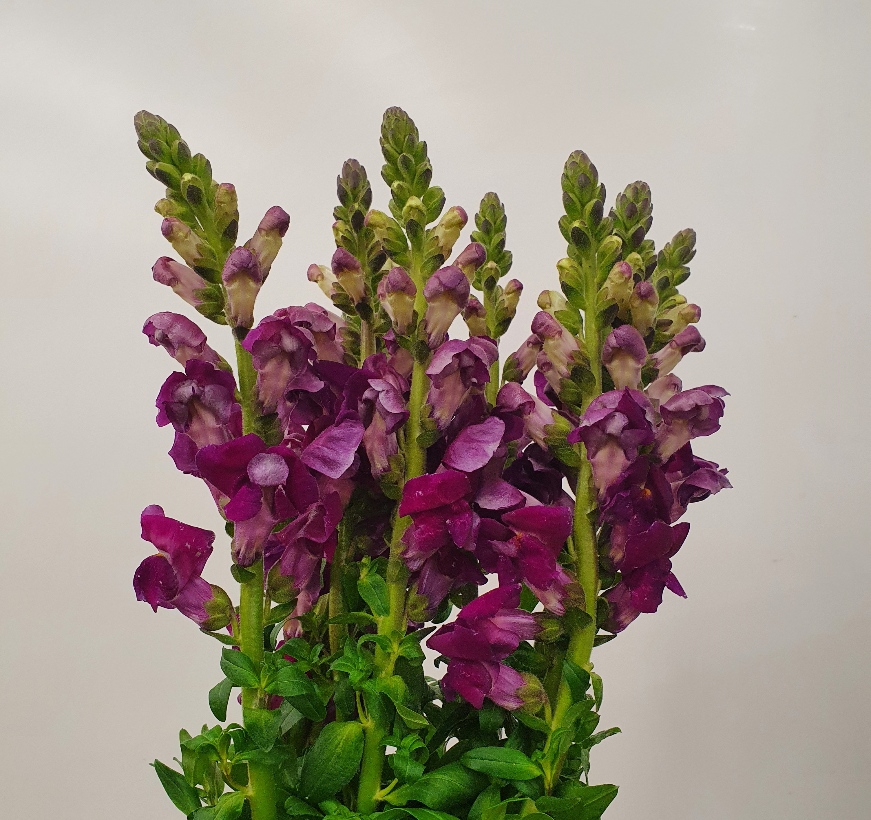 Леувенбек потомак пепл в Москве