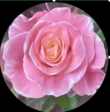 Роза краш. однг пинк перл в Новосибирске