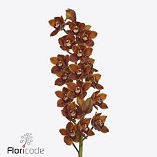 Cymbidium mighty browny espresso