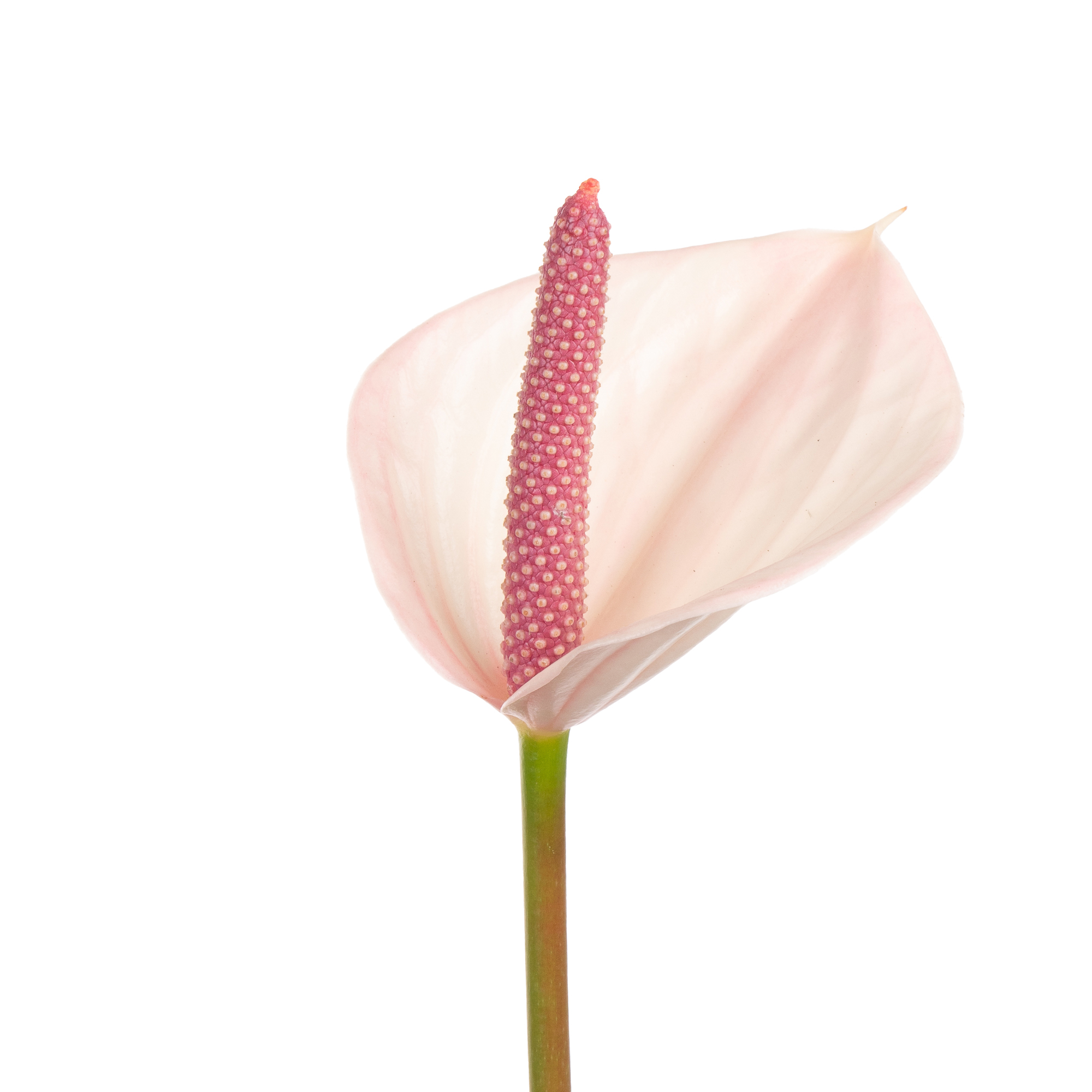 Anthurium fresh love