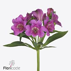 Alstroemeria falipo | Wholesale flowers, plants and supplies Alstroemeria falipo