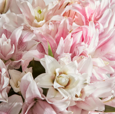 Лилия восточная махровая розовая в Москве