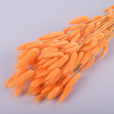 Lagurus dry dyed apricot