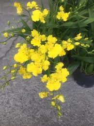 Oncidium honey angels