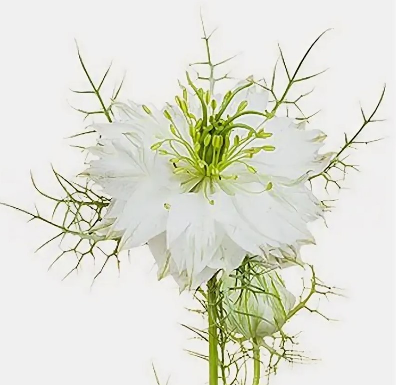 Нигелла мисс джекилл вайт в Москве