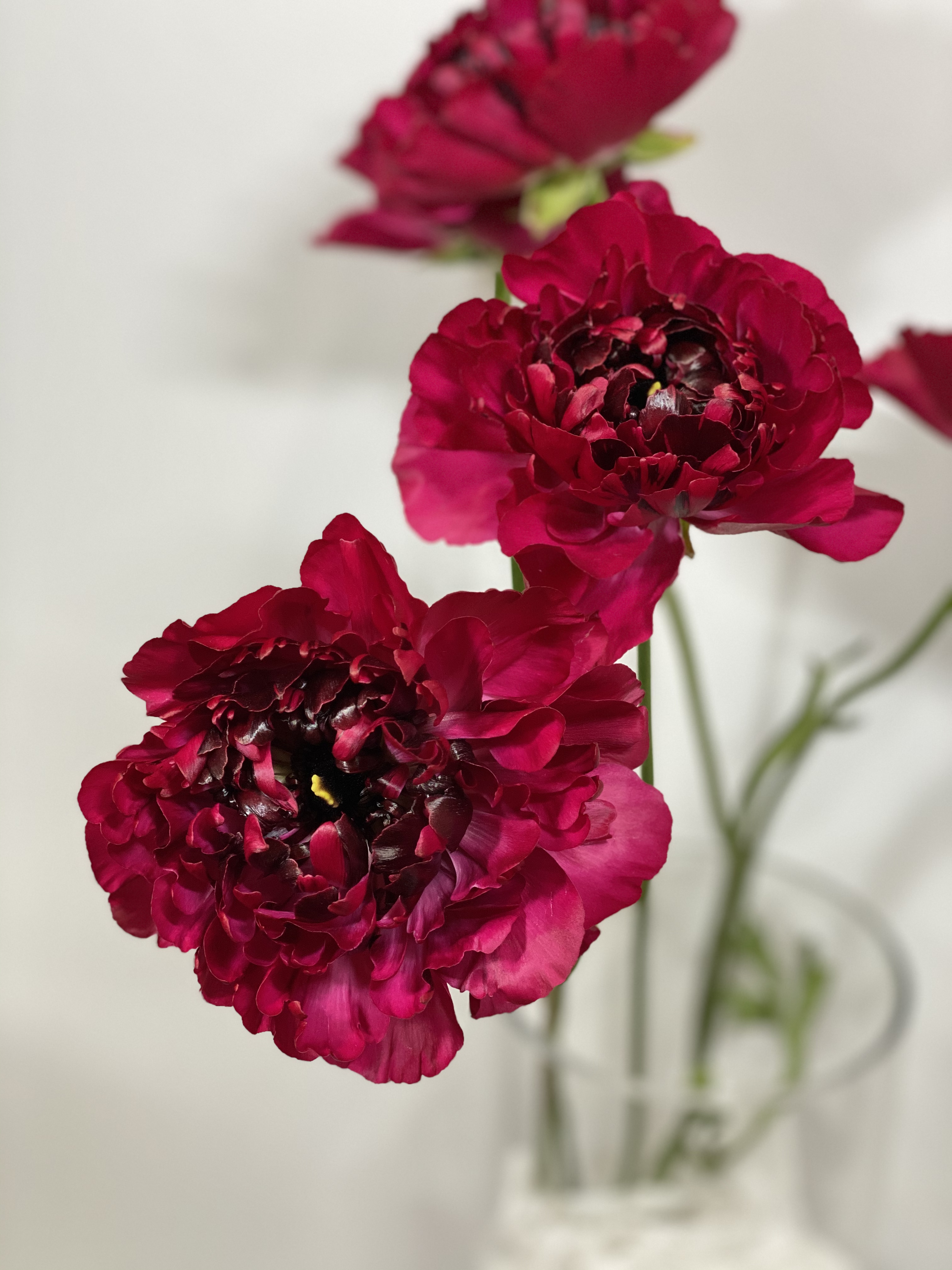 Ranunculus asiatic charlotte red