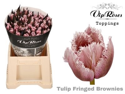 Tulip fringed dyed brownies