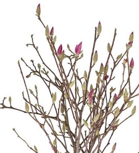 Ветки Магнолия розовая в Москве