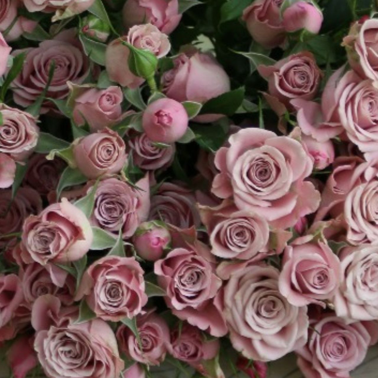 Rose spray furusato