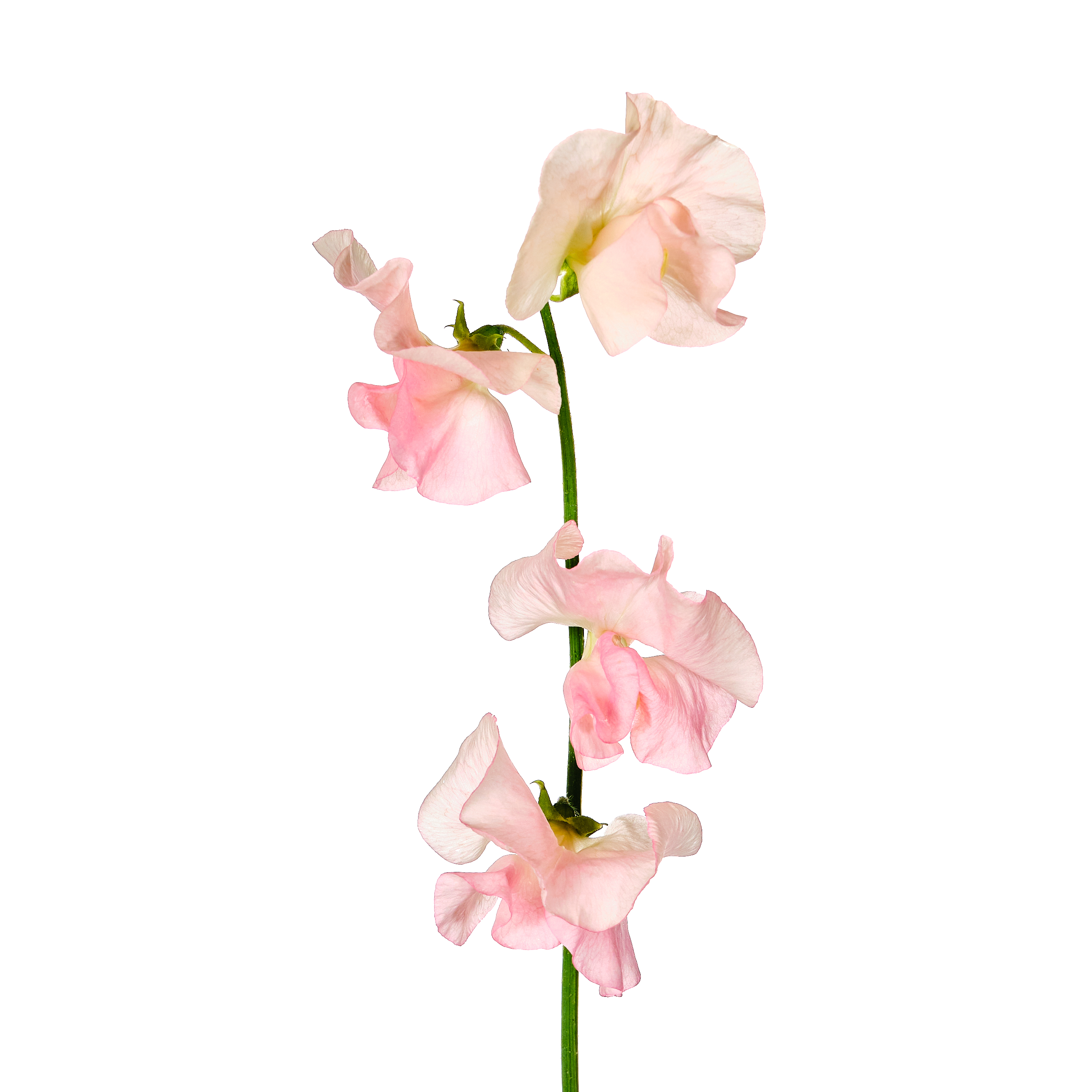 Латирус одоратус романс сальмон в Москве