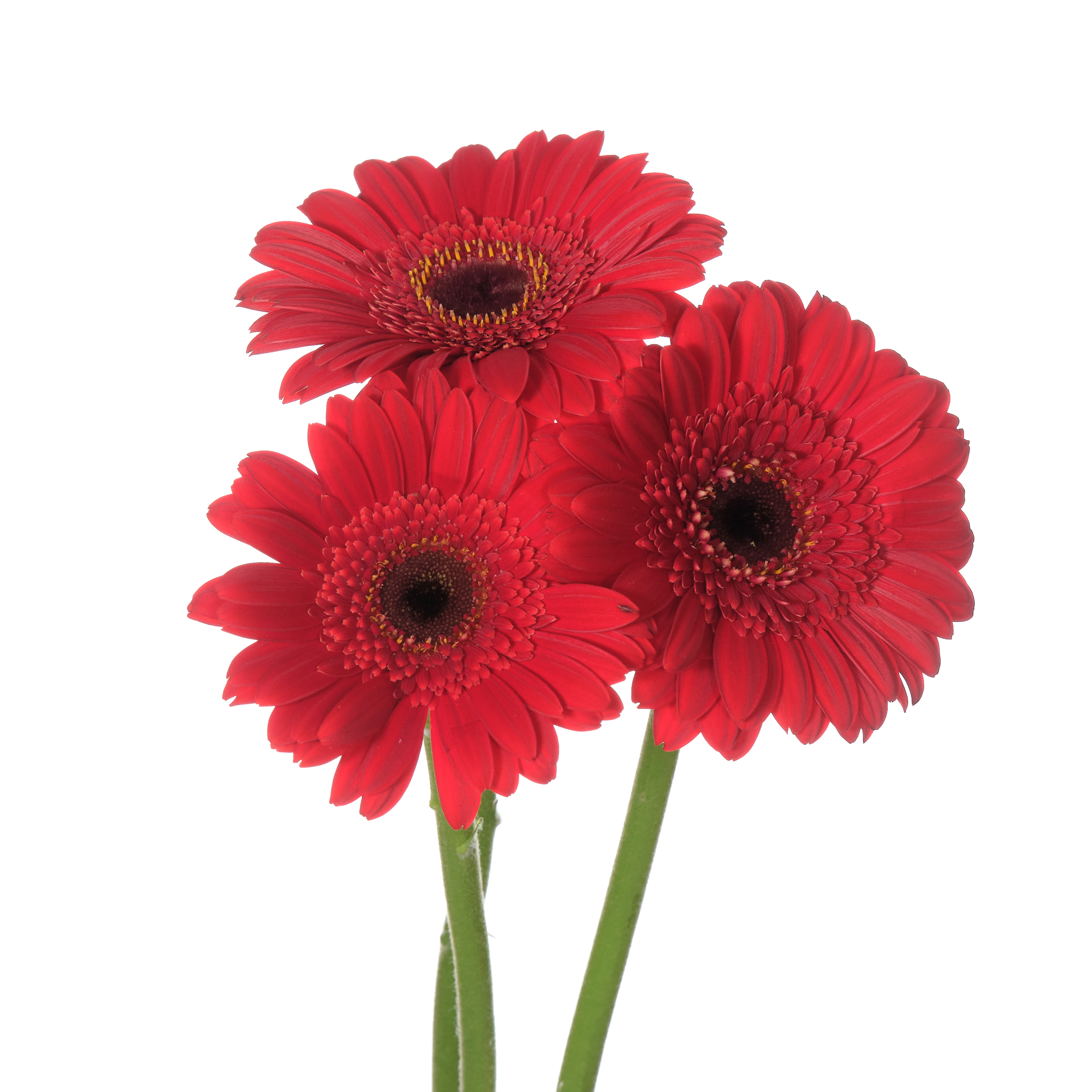 Gerbera mini chalet