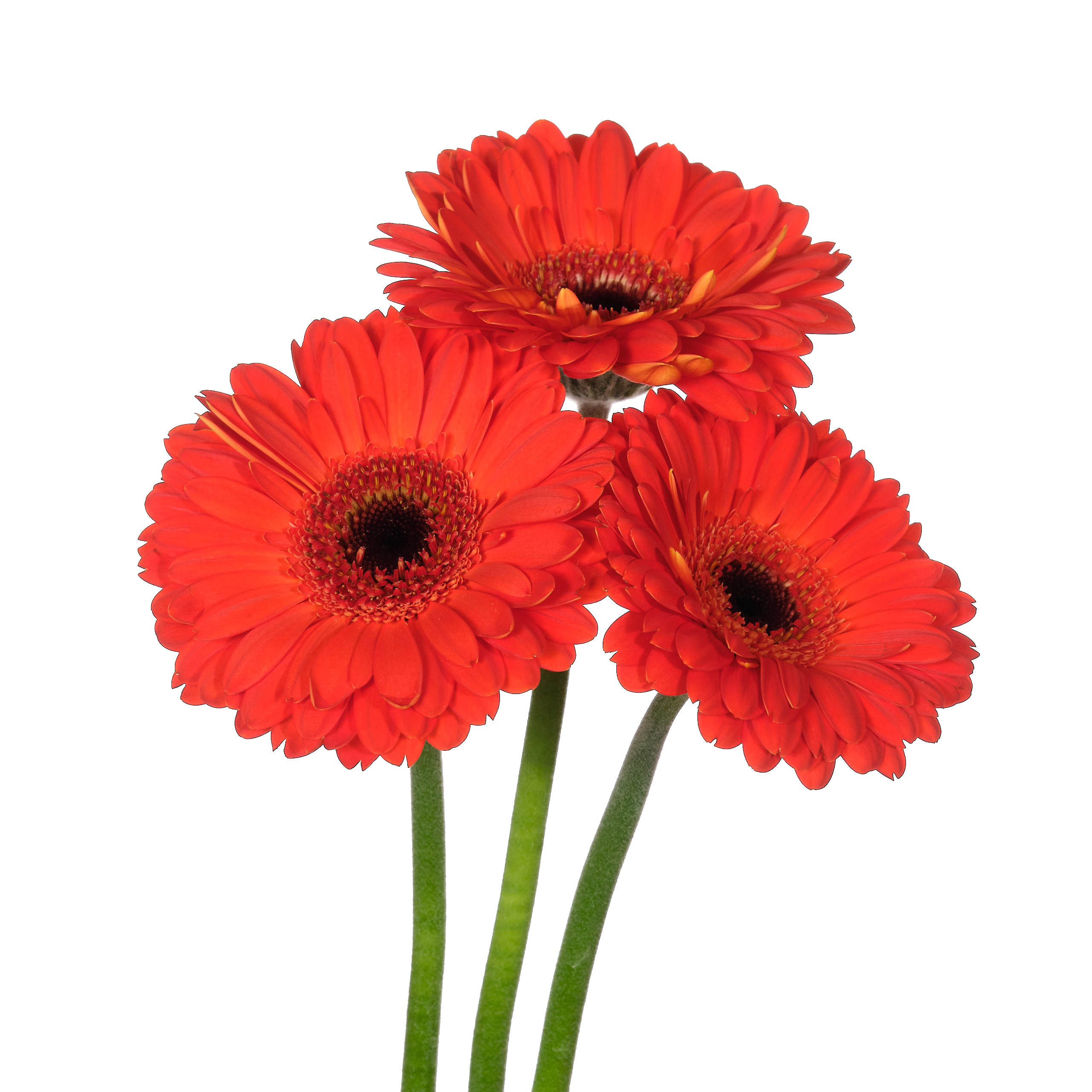 Gerbera mini cantona