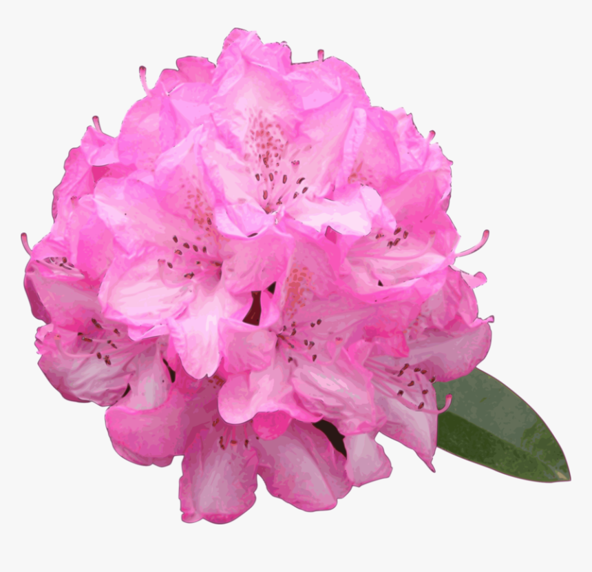 Rhododendron pink