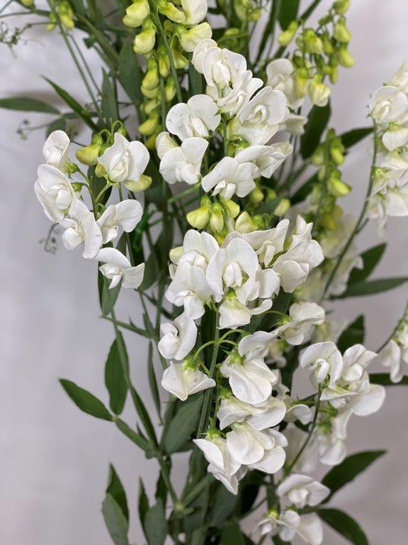 Lathyrus latifolius white