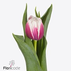 Тюльпан ду валеска