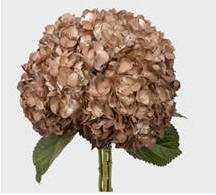 Hydrangea tinted premium capuccino