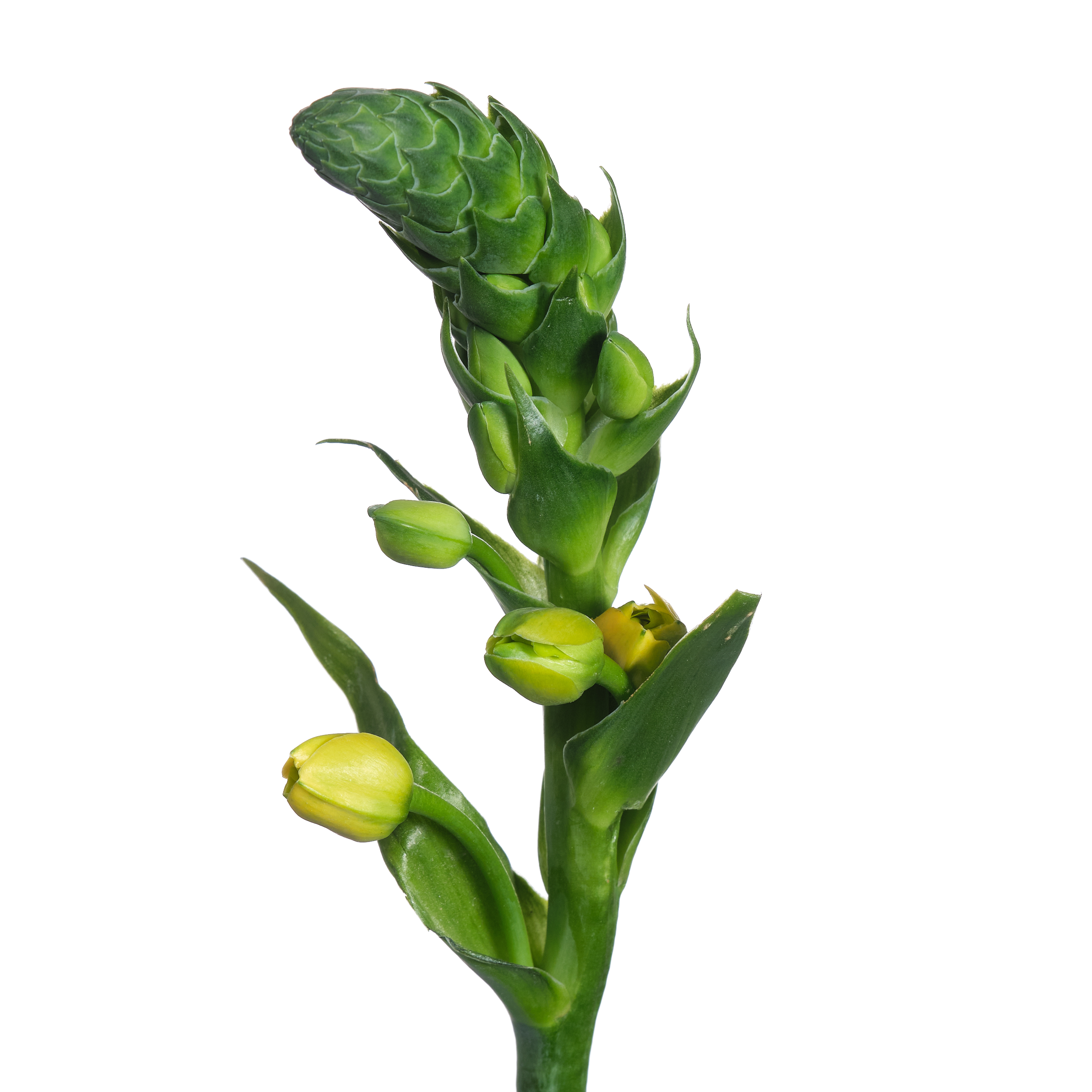 Ornithogalum volcan sol