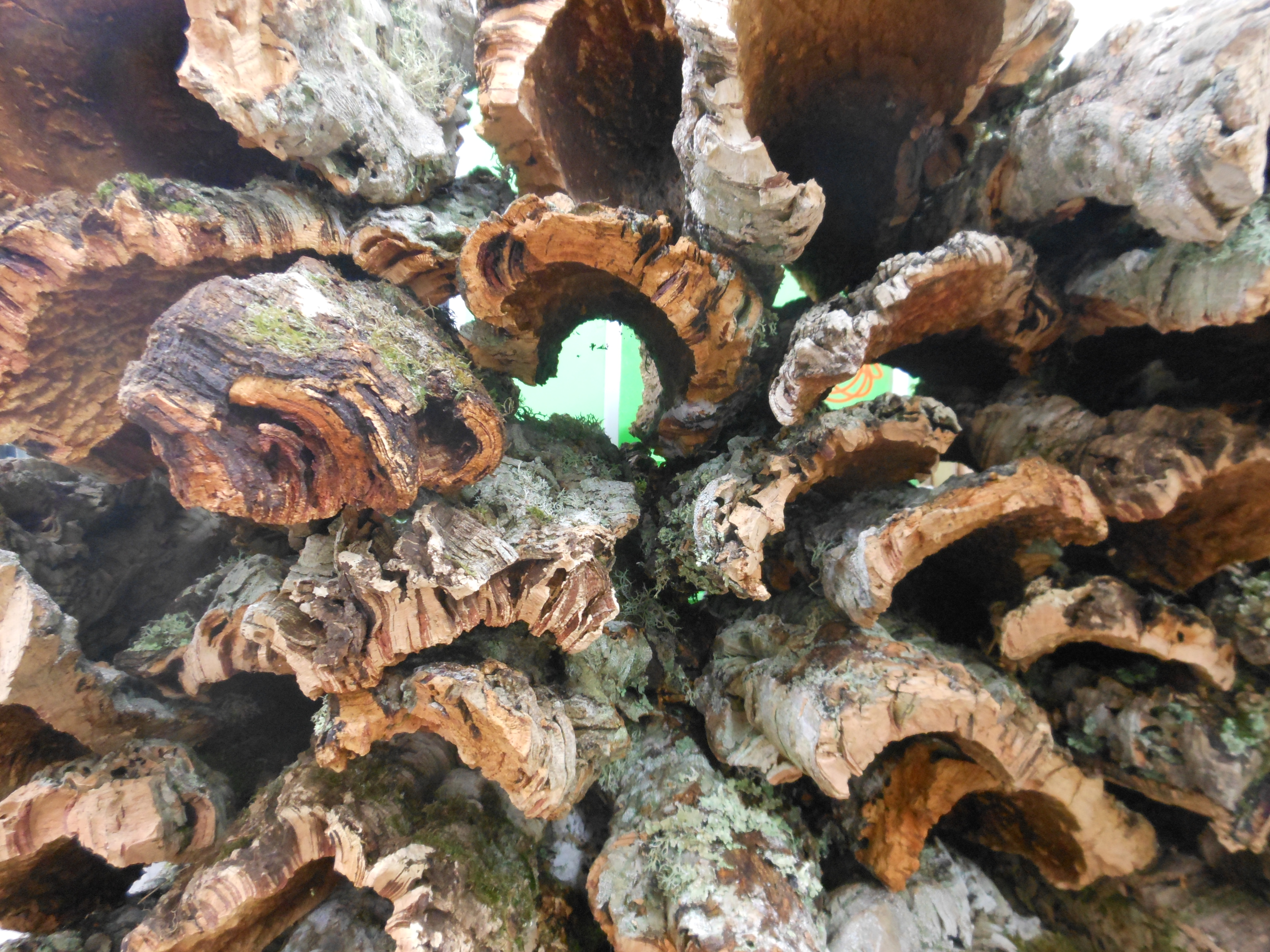 Кора Дерева в Новосибирске