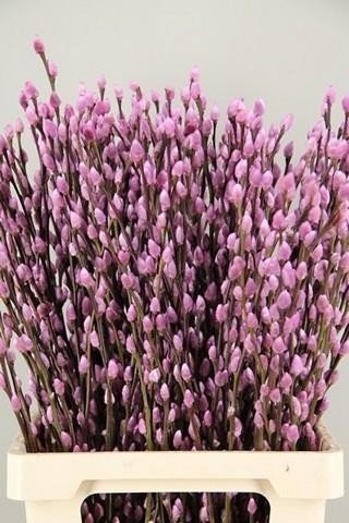 Саликс краш. пусси виллоу светло-розовая