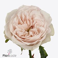 Роза однг шейдес оф грей