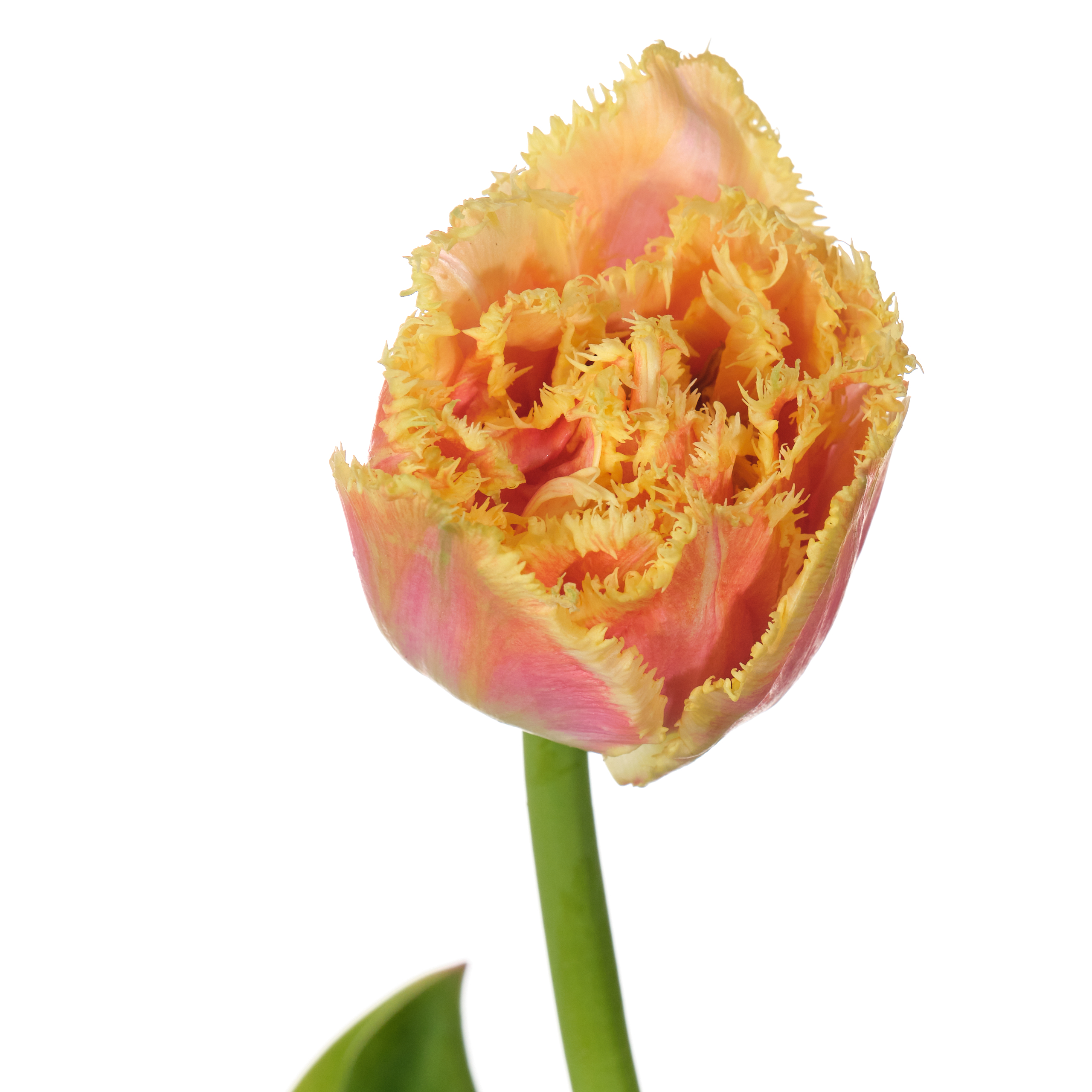 Тюльпан бахромчатый брисбан