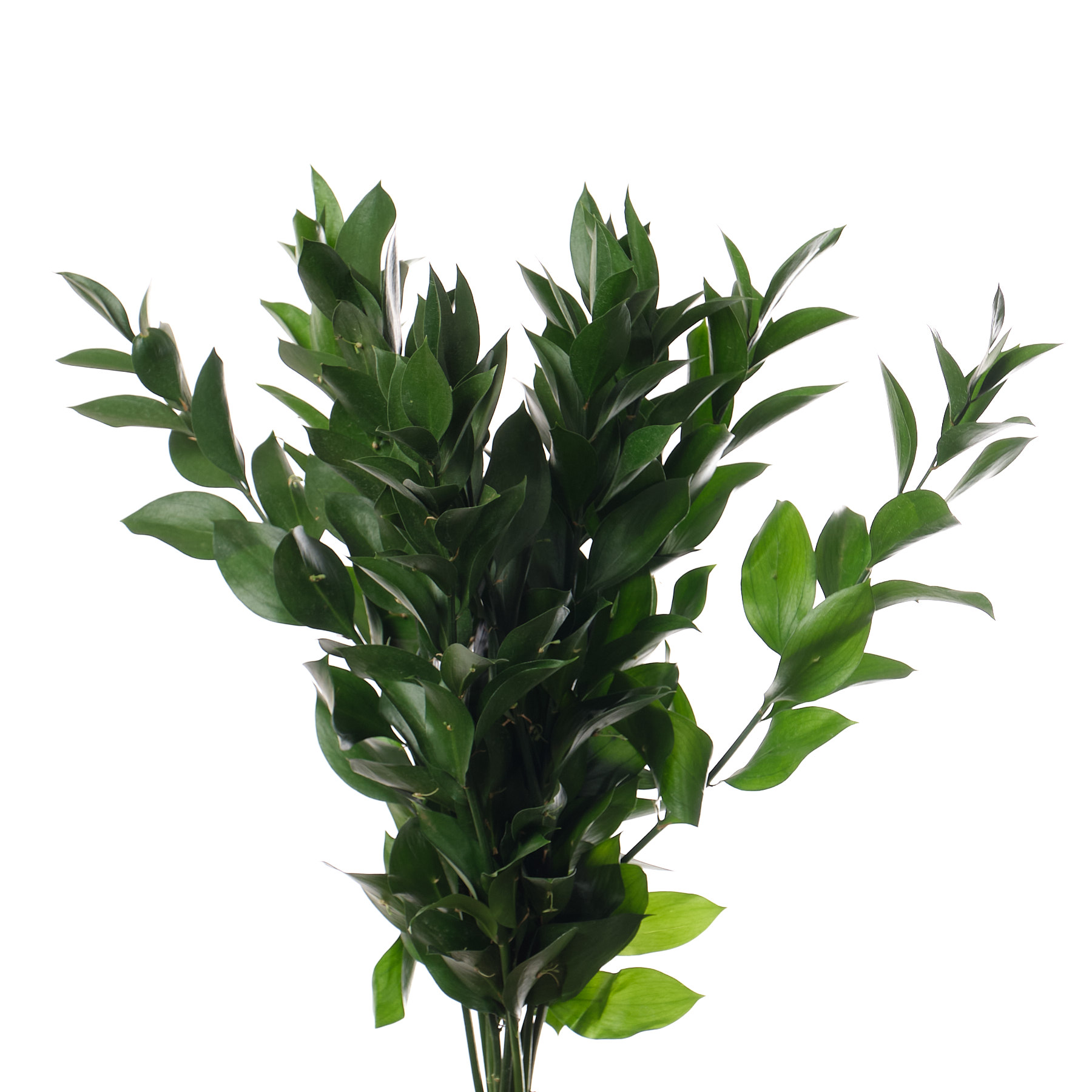 Blad Ruscus кения