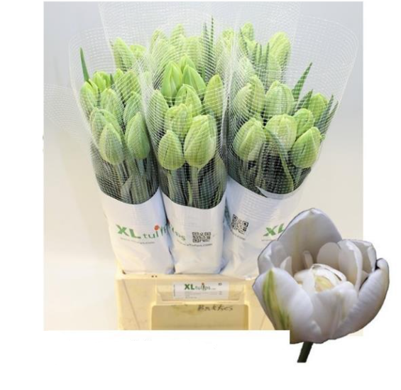 Tulip enkel with leave