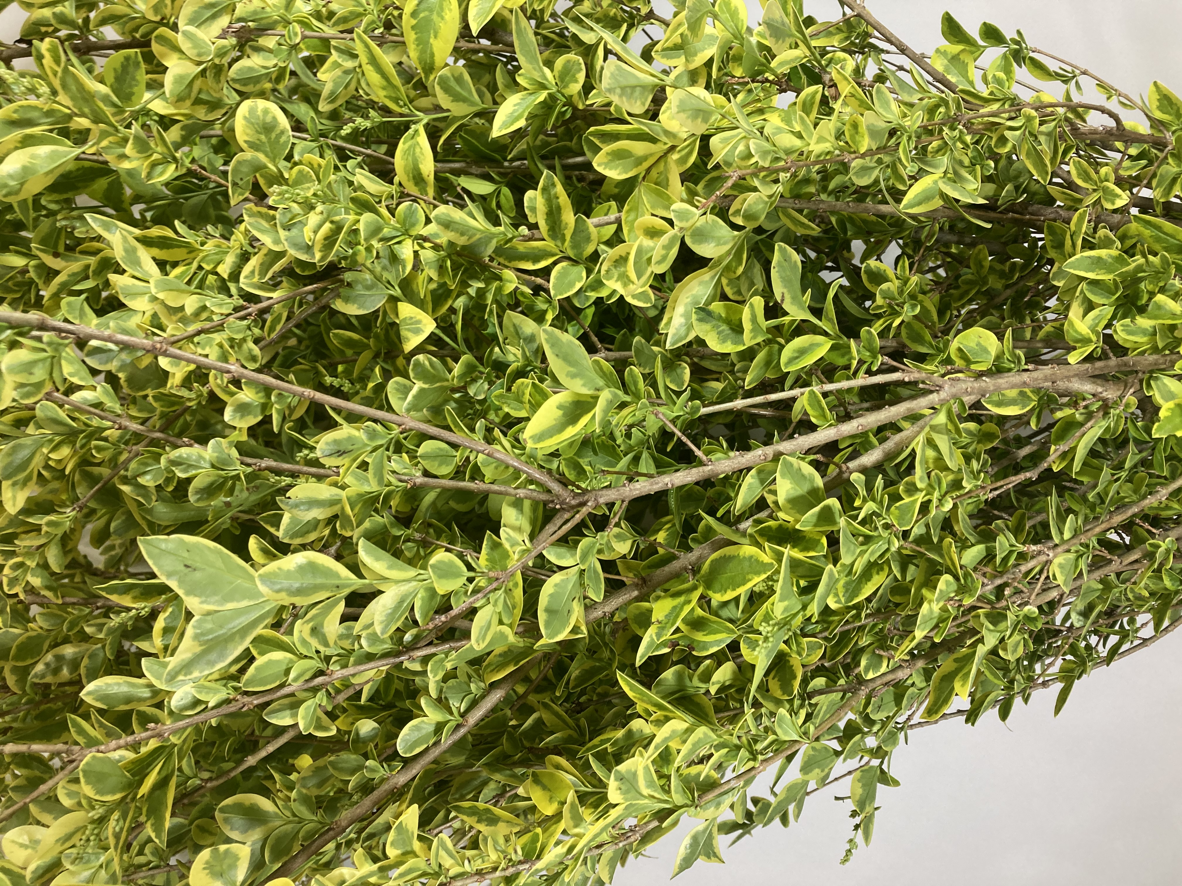 Лигуструм в Санкт-Петербурге