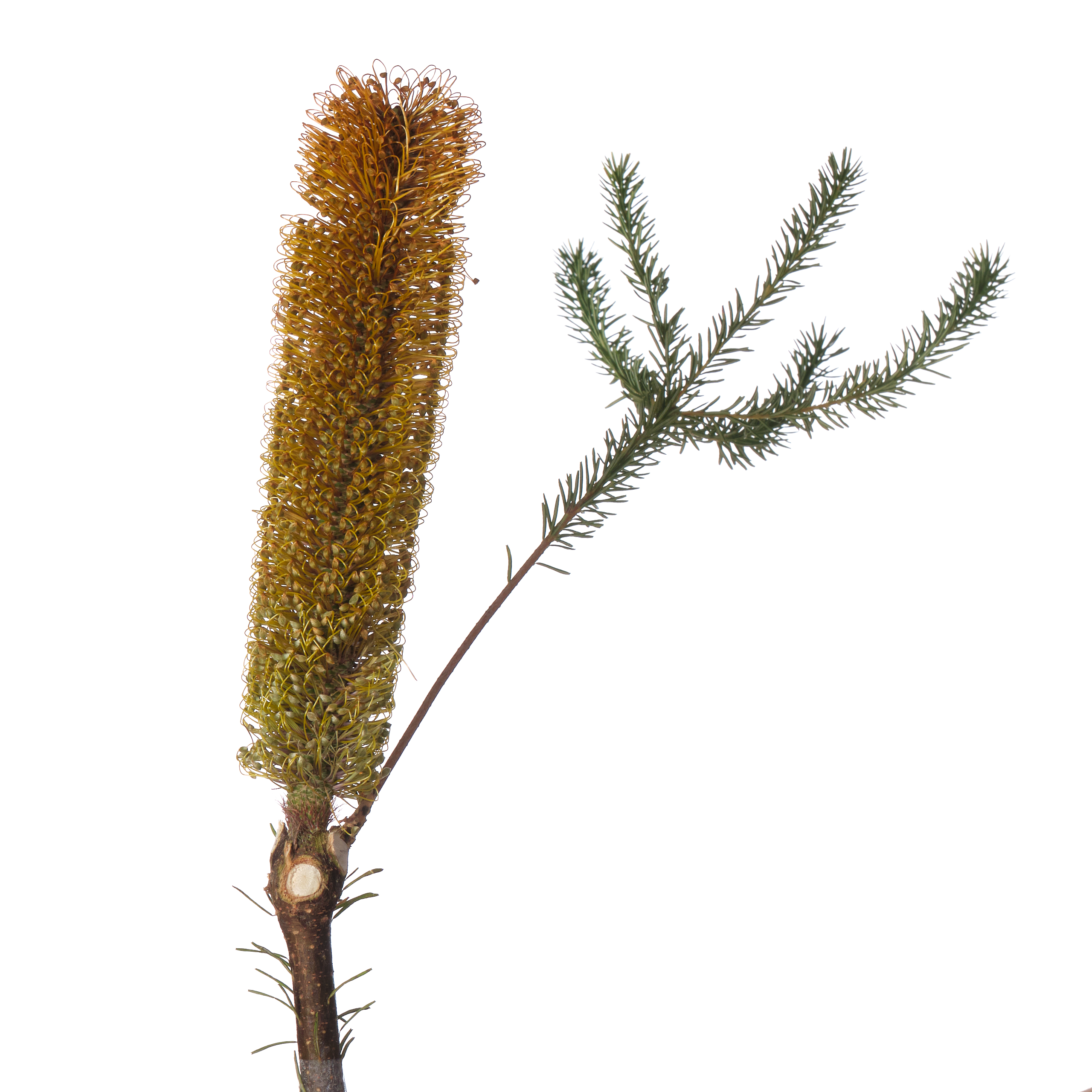 Banksia ericifolia