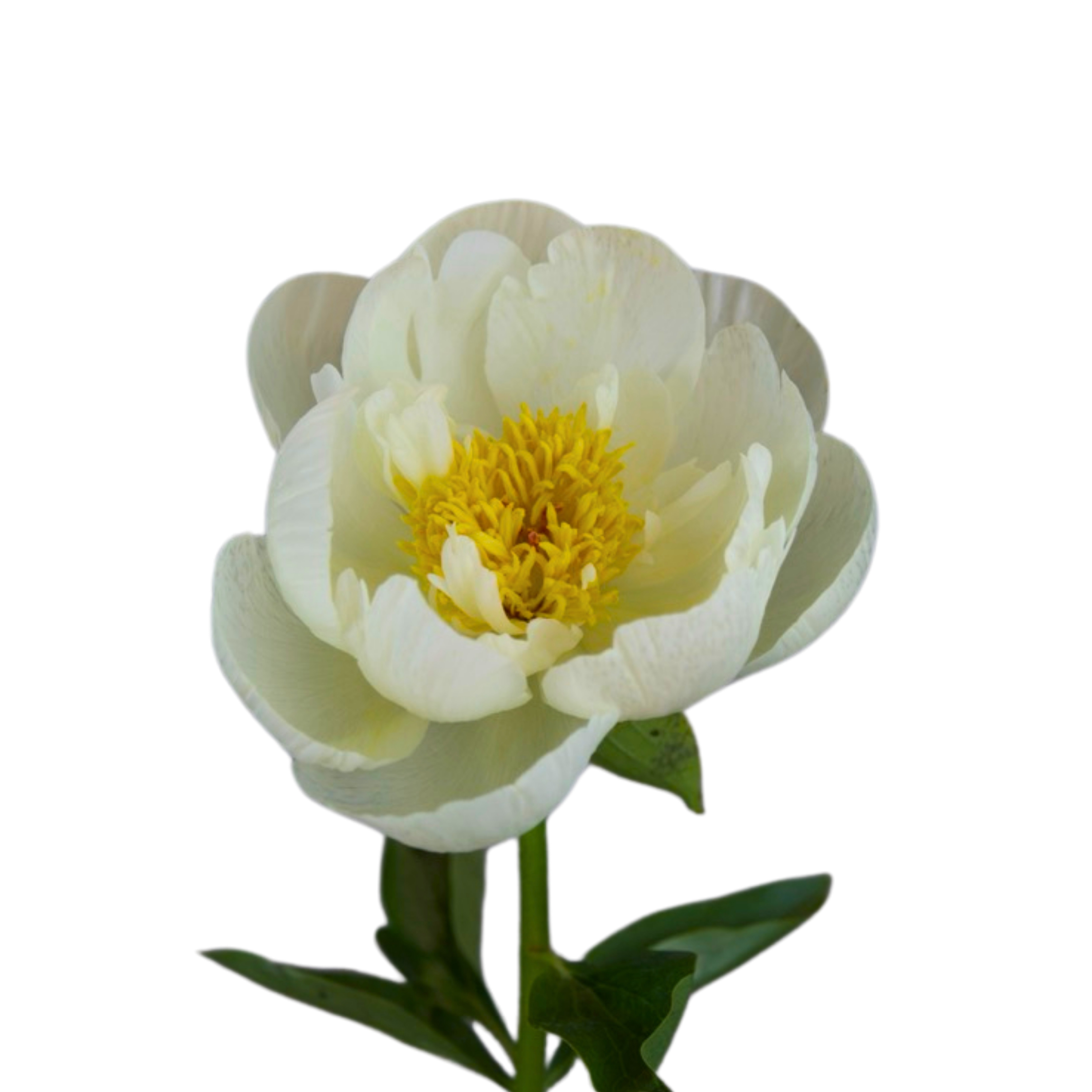 Paeonia early sensation