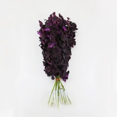 Dendrobium black beauty