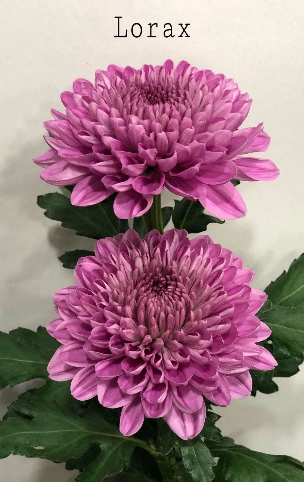 Chrysanthemum single lorax