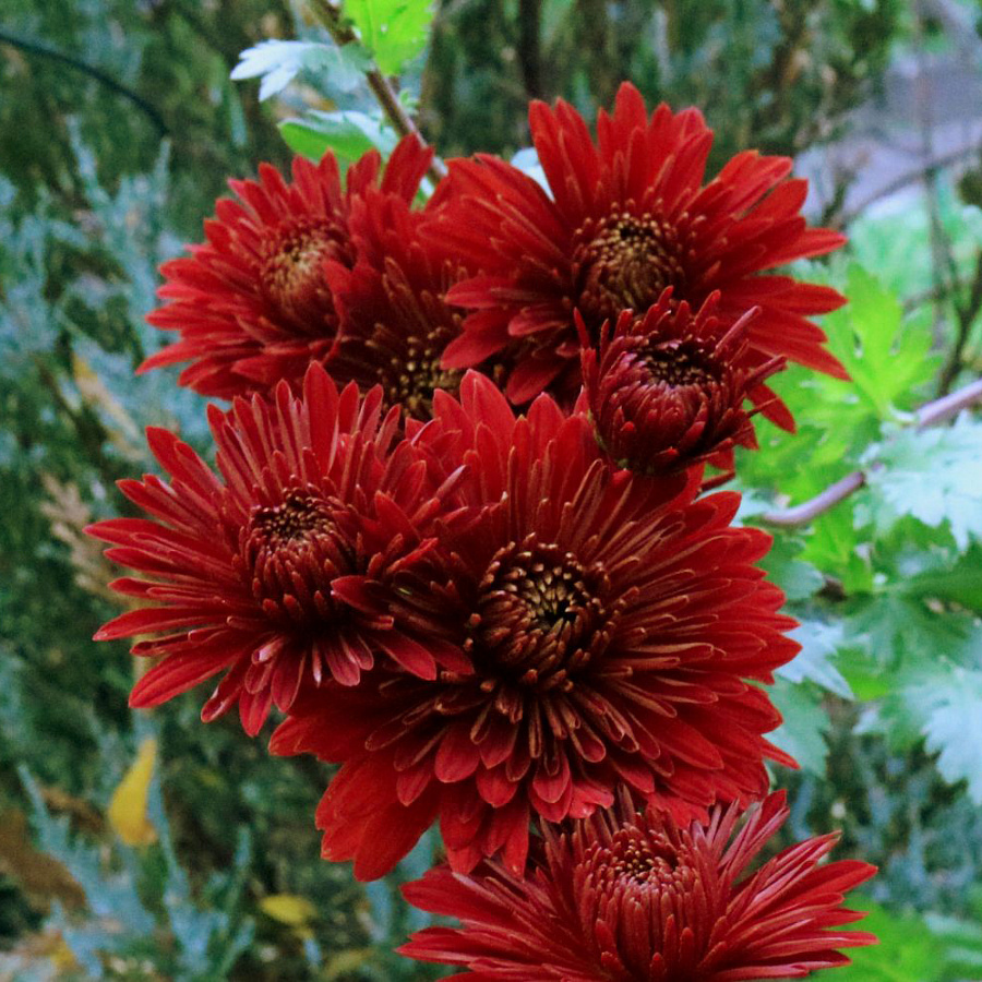 Chrysanthemum single velvet red