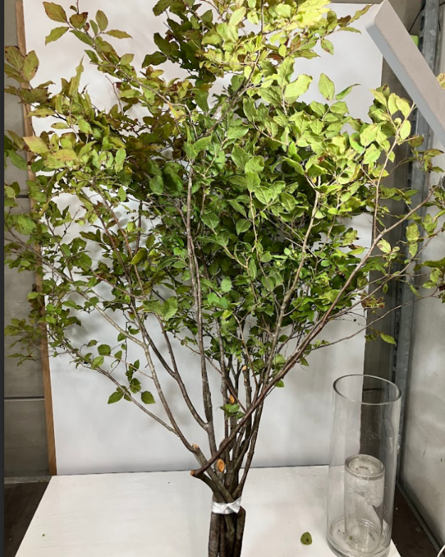 Blad Vaccinium natsuhaze