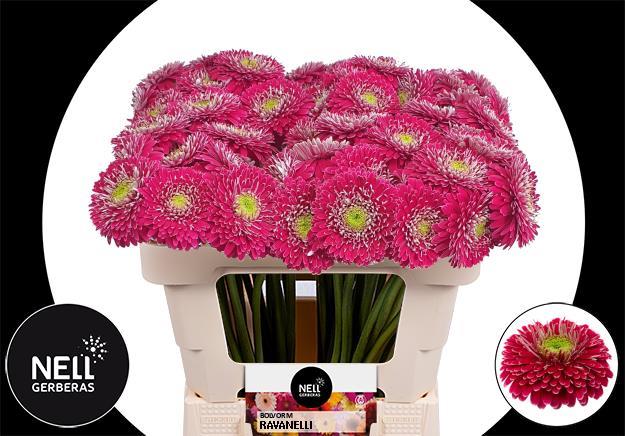 Гербера мини герпони раванелли