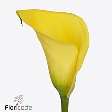 Zantedeschia gold label | Wholesale flowers, plants and supplies Zantedeschia gold label