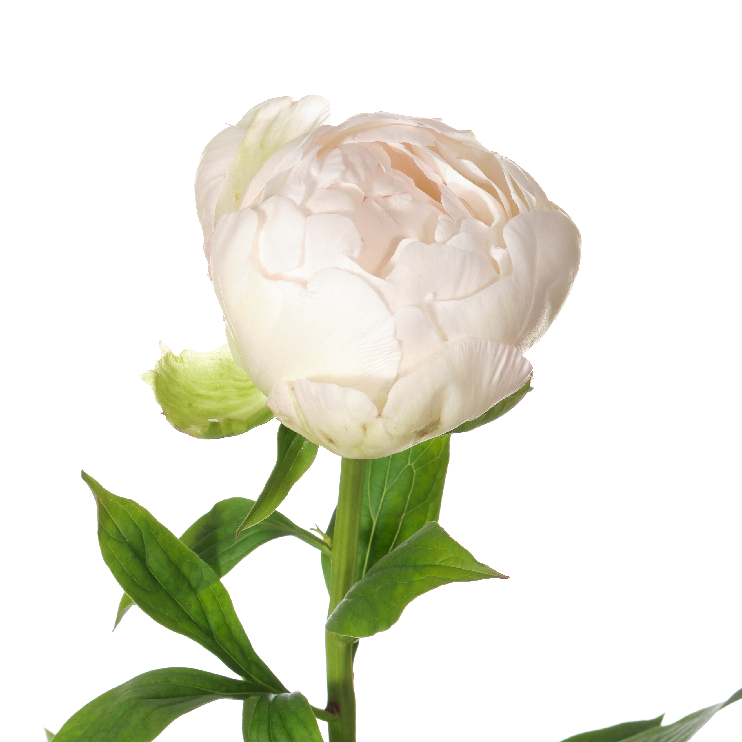 Paeonia puffed cotton