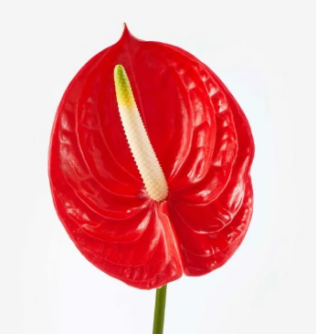 Anthurium red