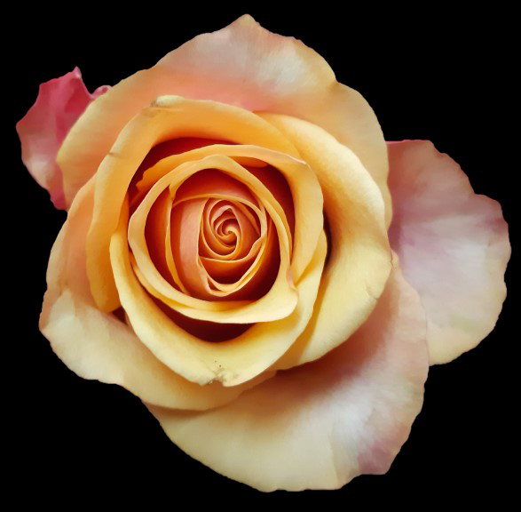 Rose camaro | Wholesale flowers, plants and supplies Rose camaro