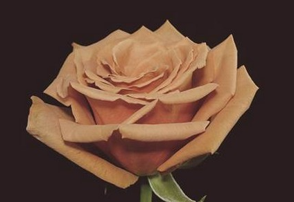 Роза однг маримар в Москве