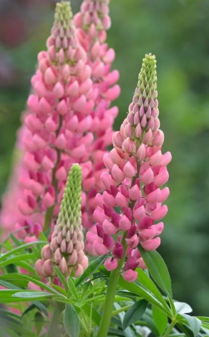 Lupinus pink